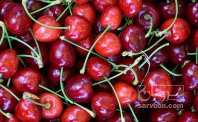 فروش گیلاس تکدانه