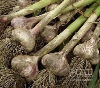 فروش سیر خشک