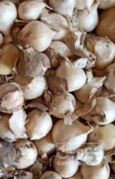 فروش موسیر فندقی