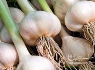 فروش سیر کله نوبرانه تازه