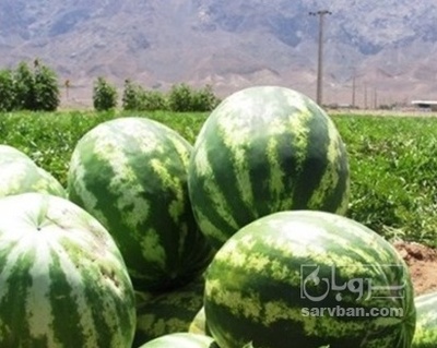 فروش هندوانه نیمه بیضی