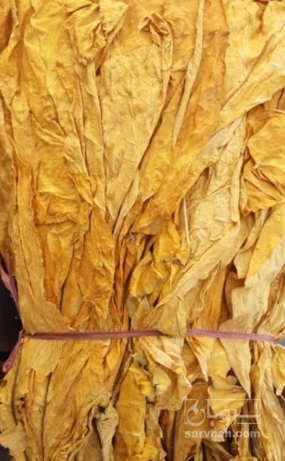 فروش تنباکو کوهی (گیاه‌ دارویی)