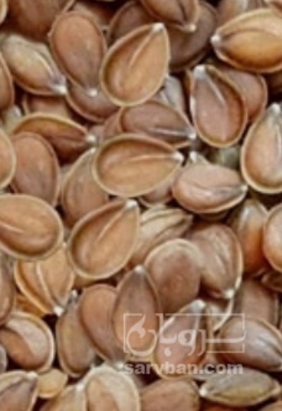 فروش قدومه (گیاه‌ دارویی)