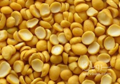 فروش نخود کفتری - لپه