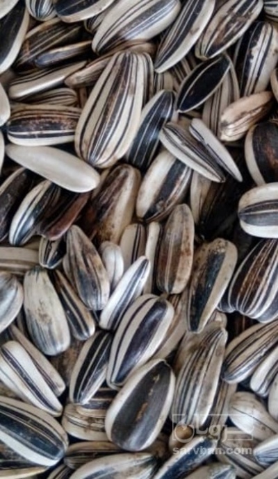 فروش تخمه آفتابگردان خام