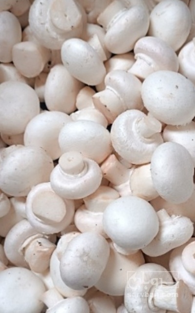 فروش قارچ دکمه ای
