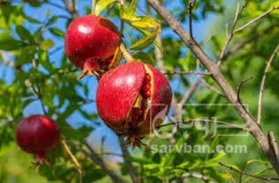 فروش انار