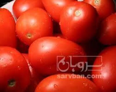 فروش گوجه فرنگی