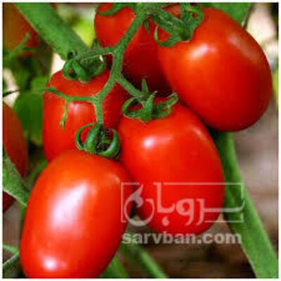 فروش گوجه فرنگی