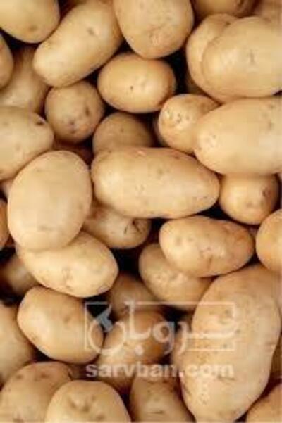 فروش سیب زمینی