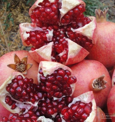 فروش انار