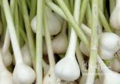 فروش سیر