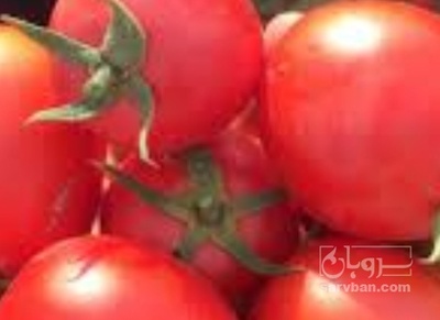 فروش گوجه فرنگی