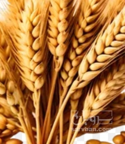 فروش گندم