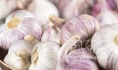 فروش سیر
