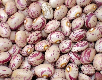 فروش لوبیا چیتی