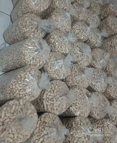 فروش بادام زمینی با قلاف خام