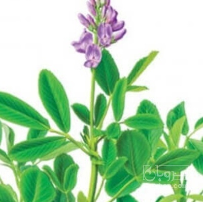 فروش یونجه زرد و آبی