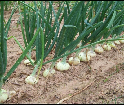 فروش پیازسفید