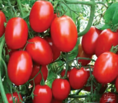 فروش گوجه فرنگی