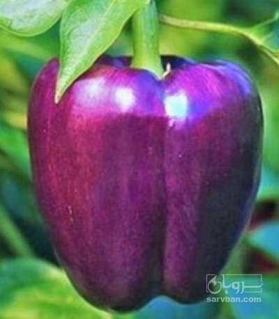 فروش فلفل دلمه ای بنفش