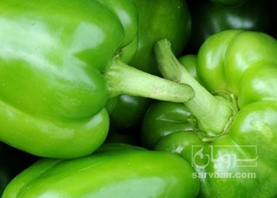 فروش فلفل دلمه ای سبز
