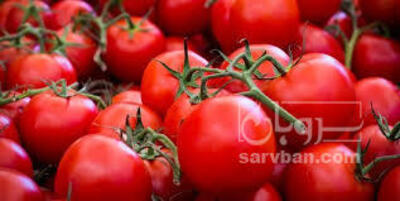 فروش گوجه فرنگی