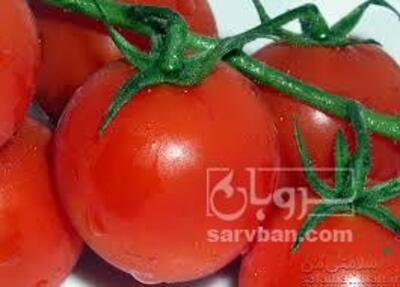 فروش گوجه فرنگی