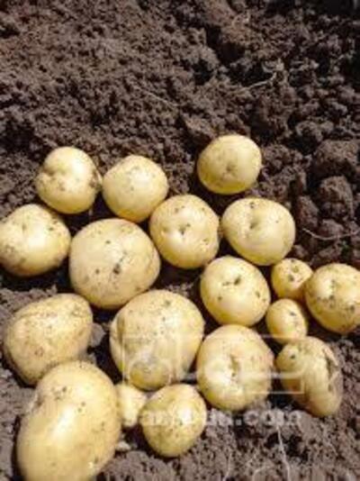 فروش سیب زمینی