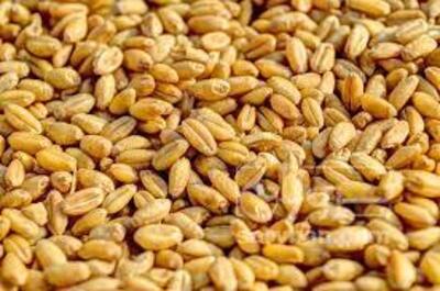 فروش گندم