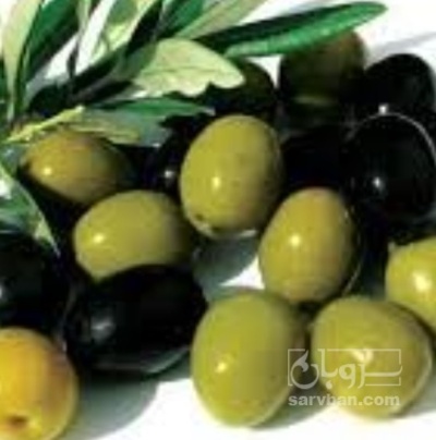 فروش زیتون