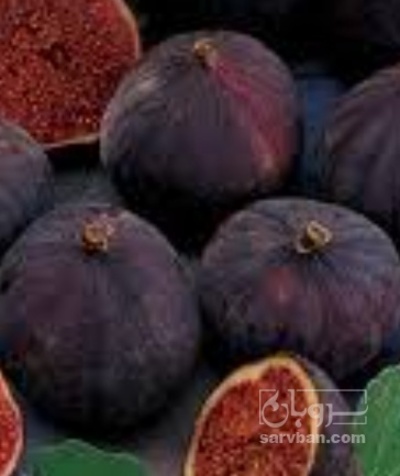 فروش انجیر
