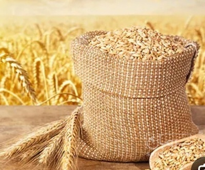 فروش گندم