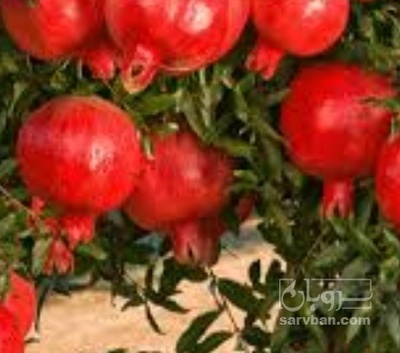 فروش انار
