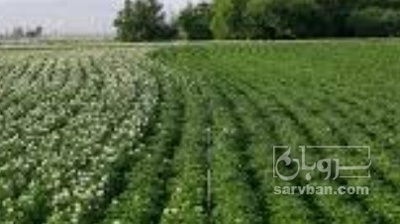 فروش سیب زمینی