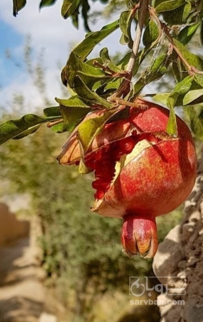 فروش انار