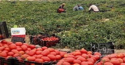 فروش گوجه فرنگی