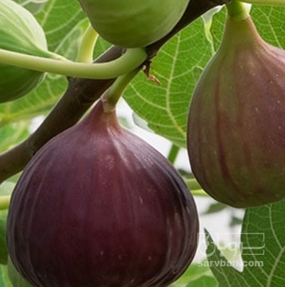 فروش انجیر