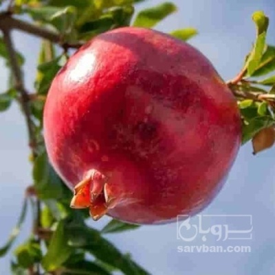 فروش انار