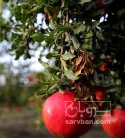 فروش انار