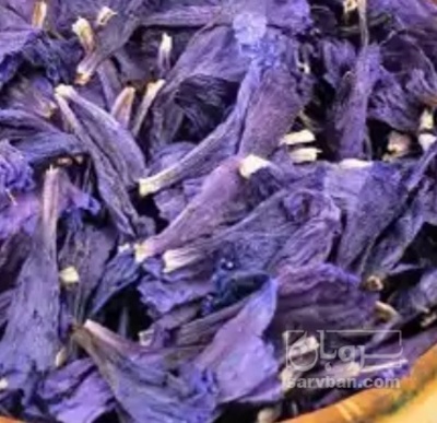 فروش گل گاو زبان - گاوزبان (گیاه‌ دارویی)