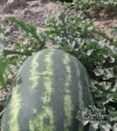 فروش هندوانه