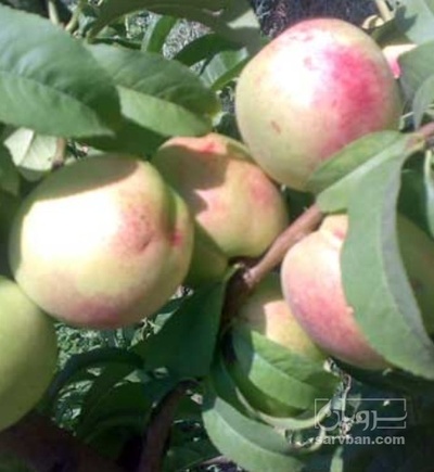 فروش شلیل هکتاری