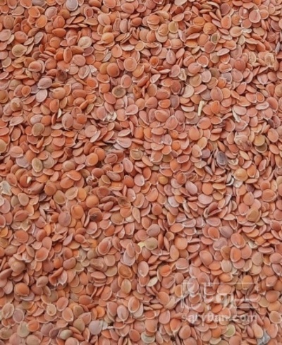 فروش قدومه (گیاه‌ دارویی)