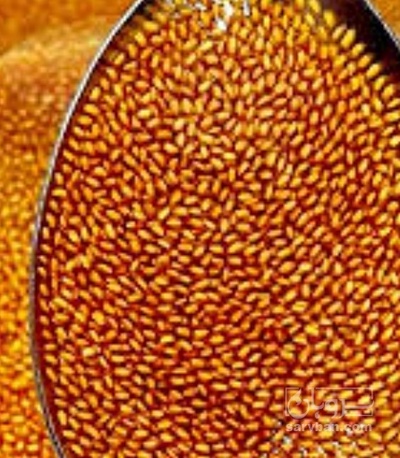 فروش خاکشیر (گیاه‌ دارویی)