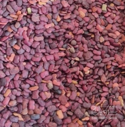 فروش عدس الملک