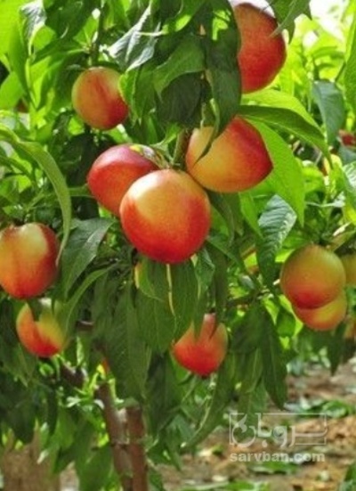 فروش شلیل هکتاری