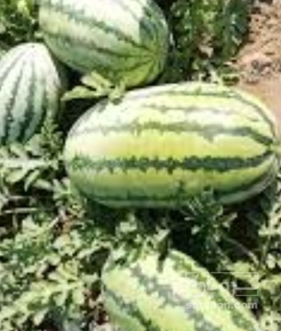 فروش هندوانه دراگون