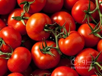 فروش گوجه فرنگی