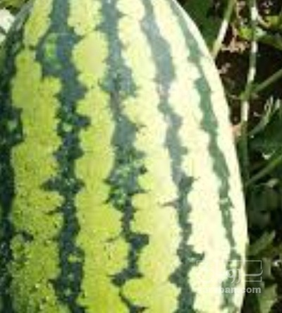 فروش هندوانه دراگون بیضی